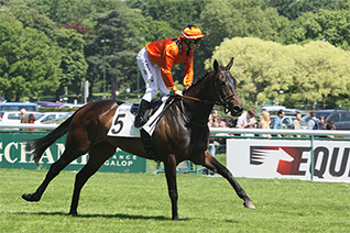 Tous les yeux rivés sur Sargasses pour ce prix des Haras Normands, quinté du mercredi 23 Octobre 2013