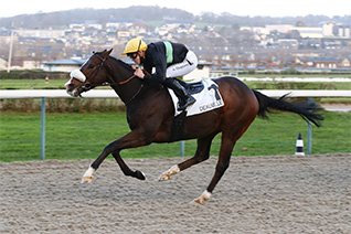 On attend Letty's Marvel une fois de plus au sommet du podium dans le Prix de Cherbourg